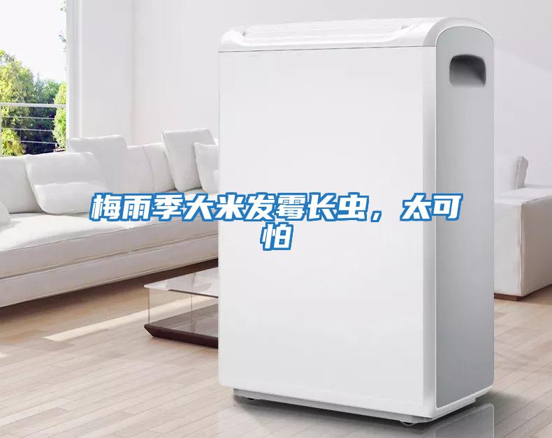 梅雨季大米發霉長蟲，太可怕